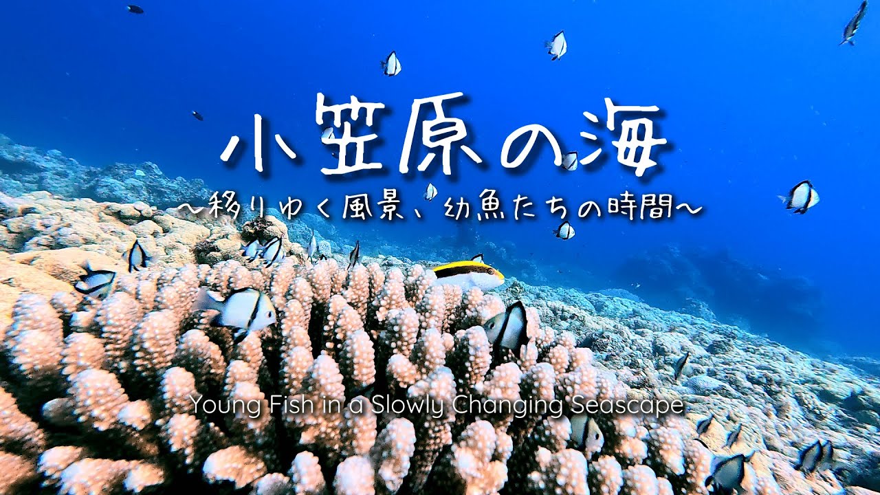 【小笠原の海】幼魚たちのサンゴの保育園～A Tiny Blue Tang in a Coral Nursery～【癒し/チルアウト】