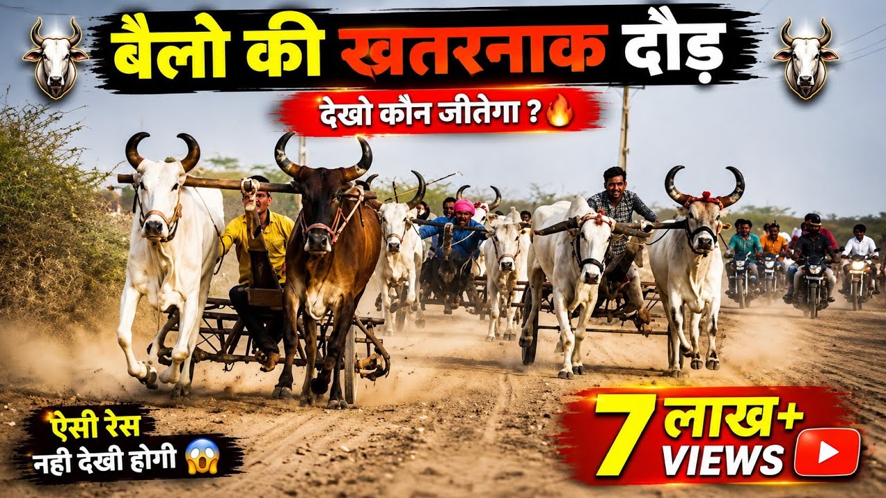 बेल्ल रेस | Bull Racing in  Kutch Devariya | कच्छ के बहेत्रिन बेल्ल की रेस