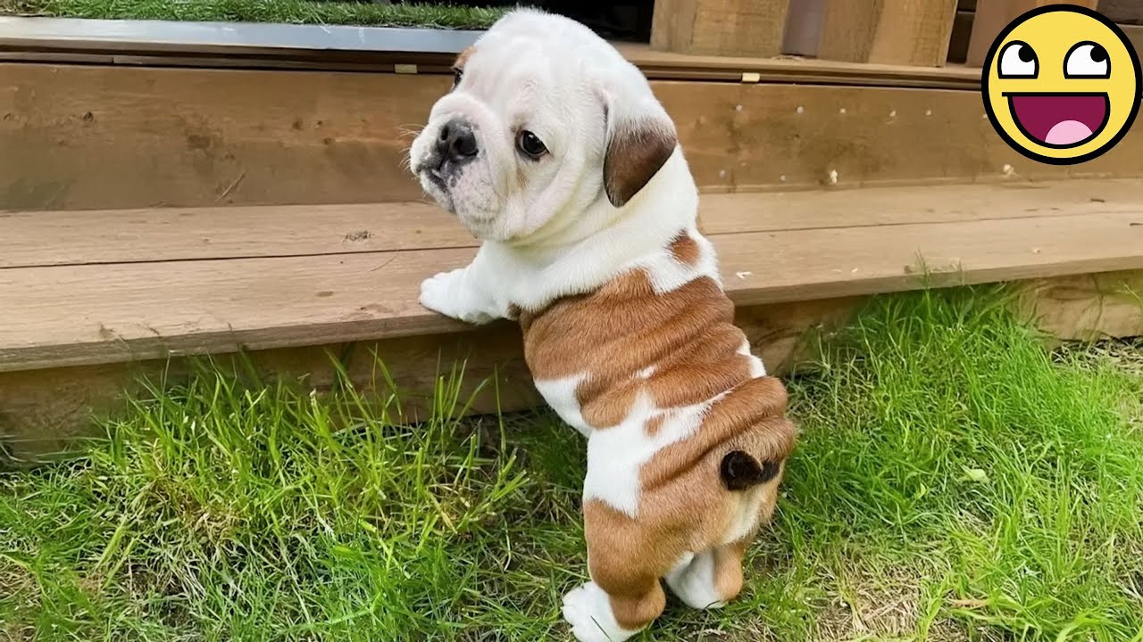 Щенки рождаются комиками! Самые смешные детёныши животных 2025 года 🤣🐾