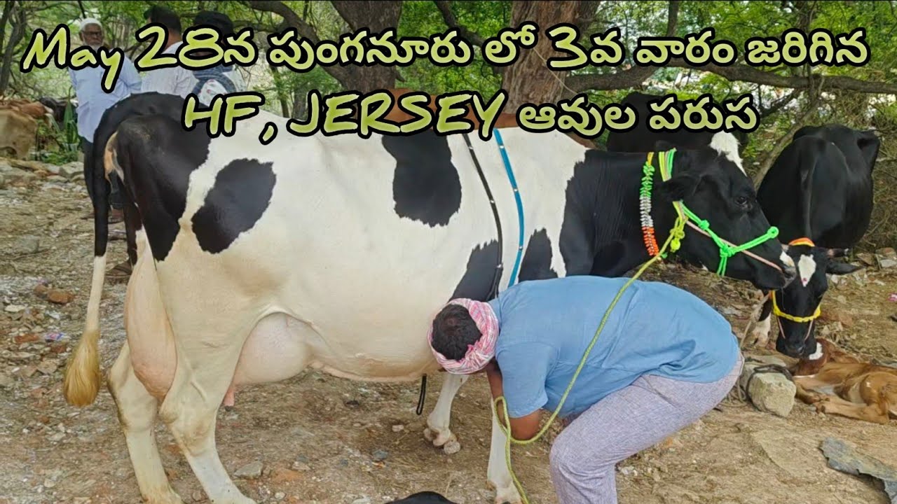 Best price Hf and Jersey Cow Market in Punganur going on every Wednesday 6AM to 1PM