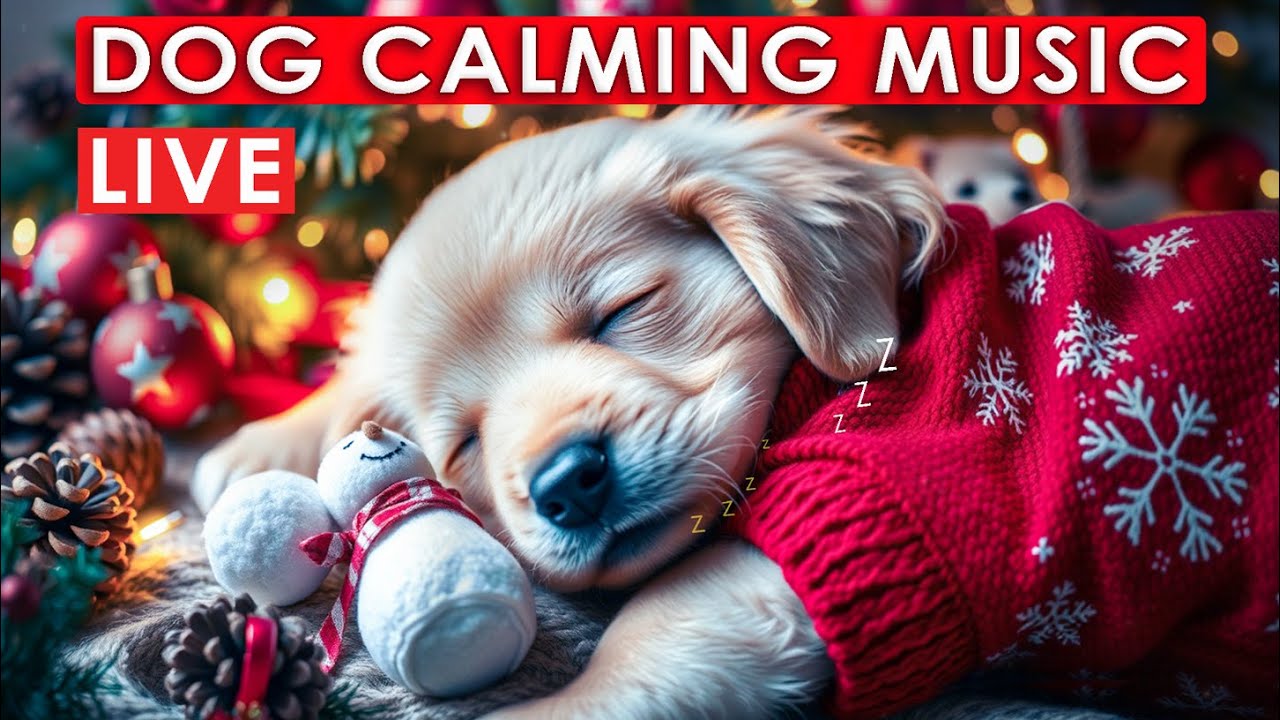 LIVE Calming Music for Dogs & Puppies — Stress Relief & Night Comfort