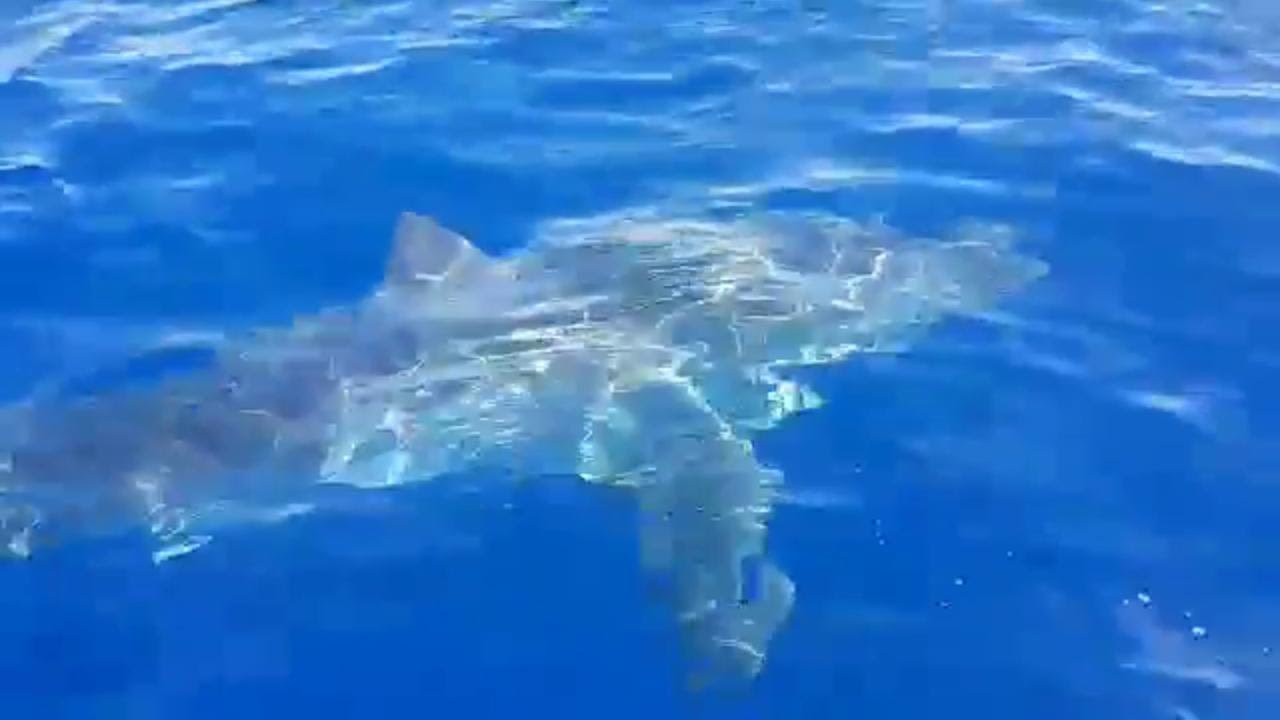 Avvistato uno squalo bianco nei pressi dell'isola di Lampedusa