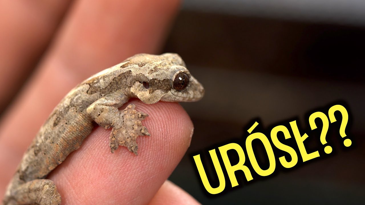Gekon fałdoskóry i jego NOWE  terrarium!