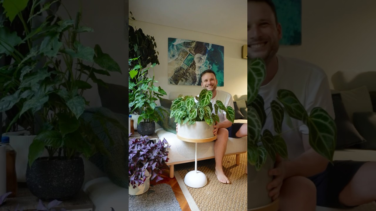 Anthurium crystallinum x :) learn how I made this ⬆️ #anthurium #houseplants