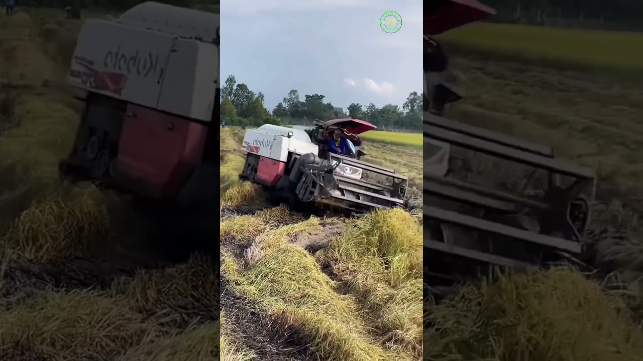 Kubota DC-70 Plus Combine Harvester | Modern Rice Harvesting Machine #Kubota #harvester