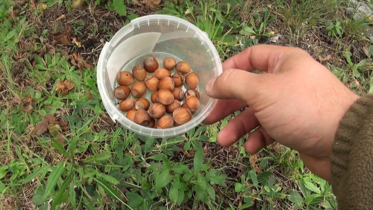 Ogrodowe pierdamony 84 - orzech laskowy, leszczyna