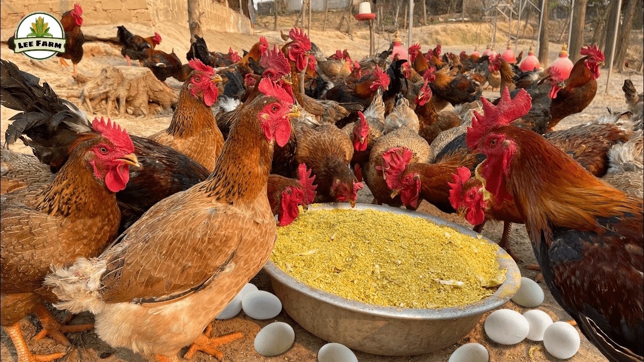 Exploring a Chicken Farm on the Hills in China – Harvesting High-Quality, Clean Eggs!