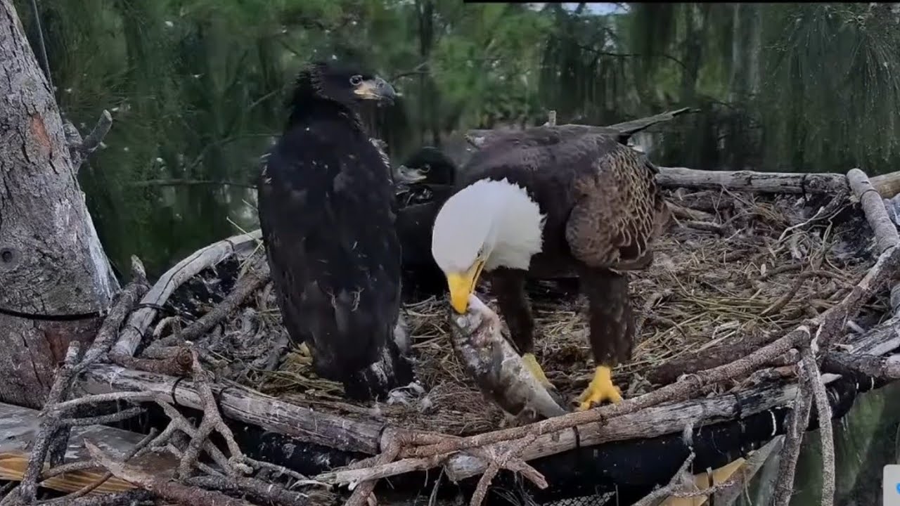 Parent brings fish and feed eaglet before go to sleep | Dade County Eagle | Feb 13, 2026