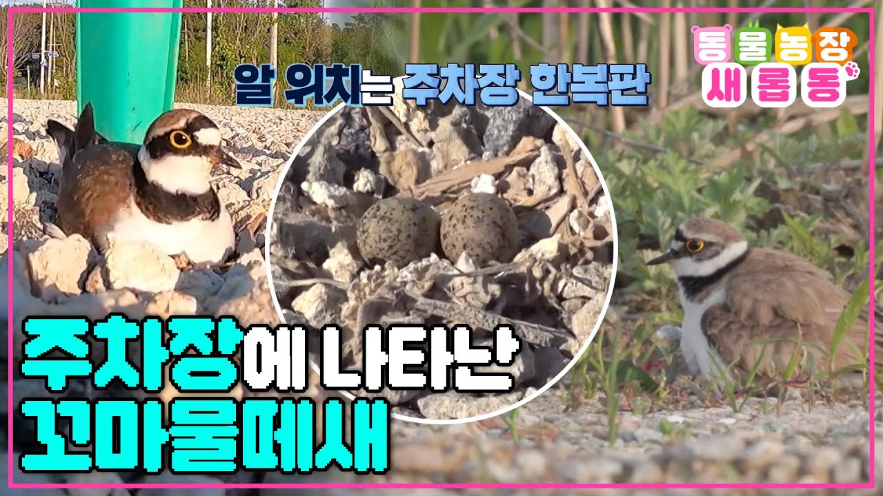 [#새롭동물농장] 주차장에 나타난 수상한 알🥚 꼬마물떼새 부부의 포란기 / EP.1176 #TV동물농장 #AnimalFarm #SBSstory