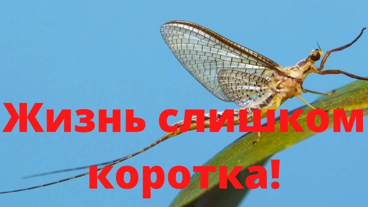 Почему ЖИЗНЬ ТАК БЫСТРО ПРОХОДИТ
