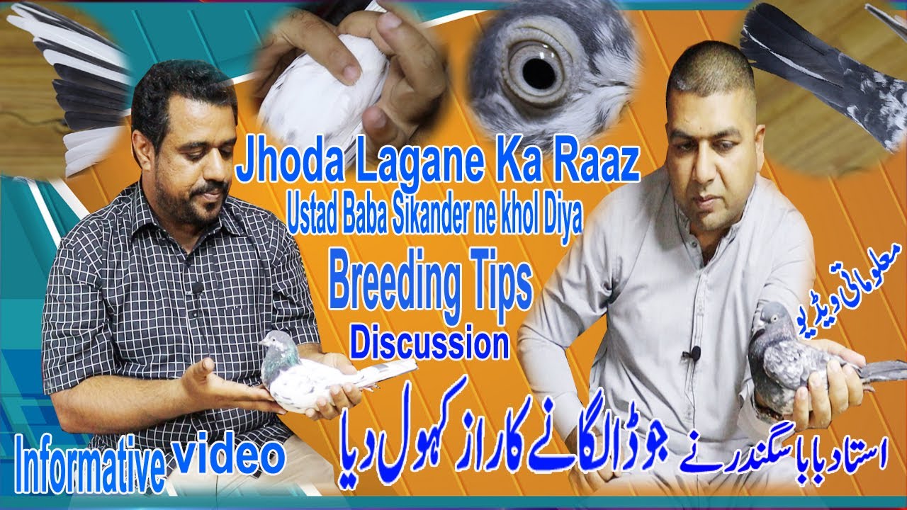 Ustad Baba Sikander ne Jhoda lagane Ka Raaz khol diya|Breeding Tips|Discussion|Informative Video