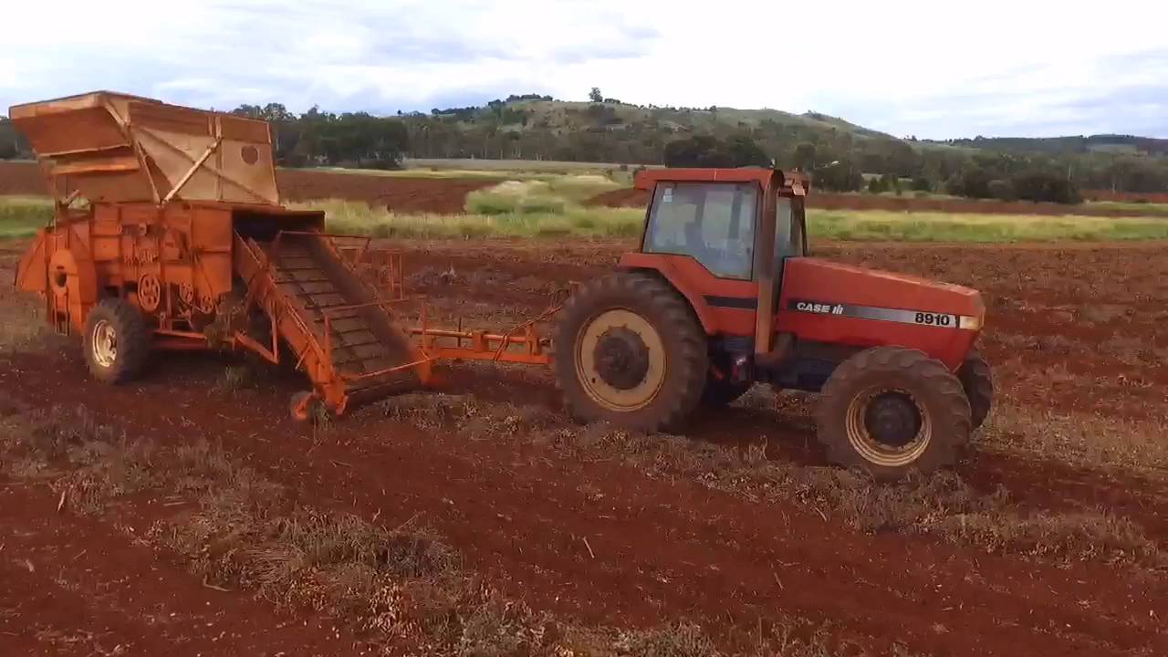 Kingaroy peanut thrashing on the farm