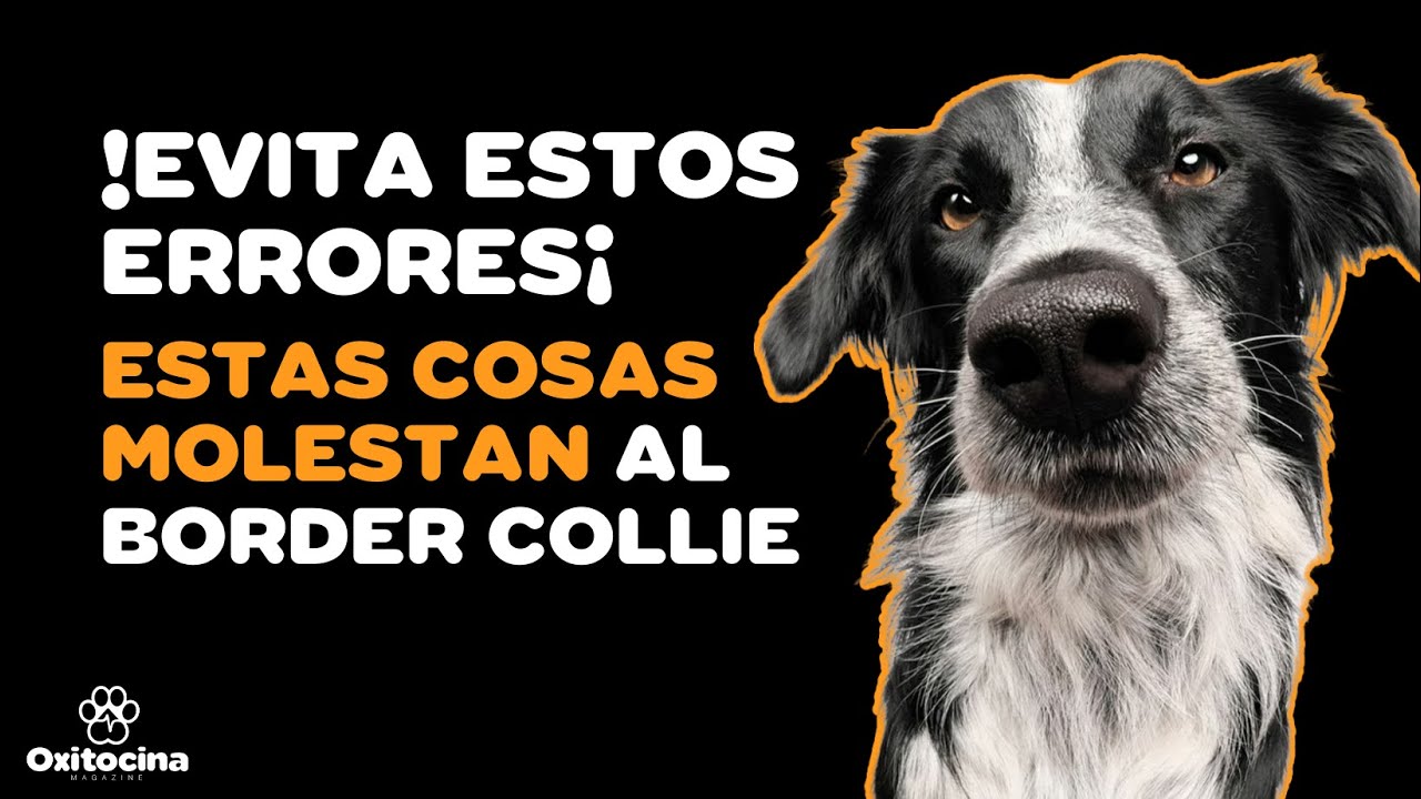 BORDER COLLIE: 7 COSAS QUE NO LE GUSTAN