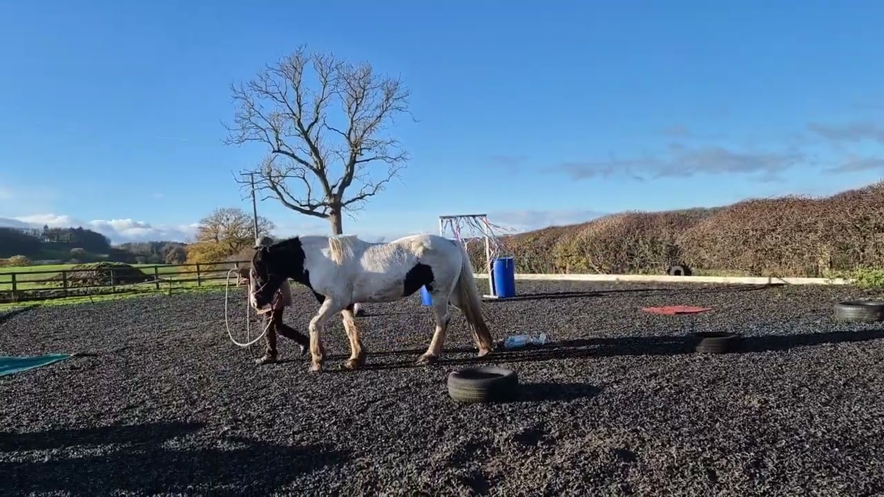 Debra Jacques and Daisy WO Advanced November 2025