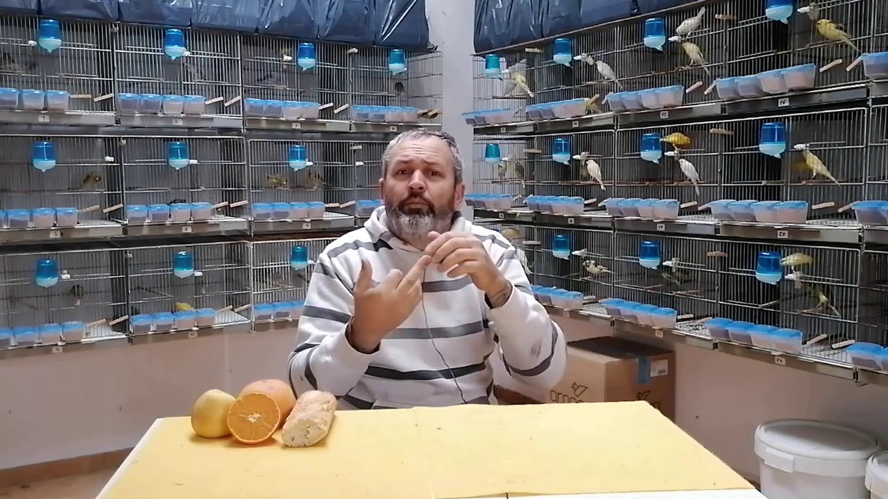 COMO ES DE CARA LA CANARICULTURA DEPORTIVA?