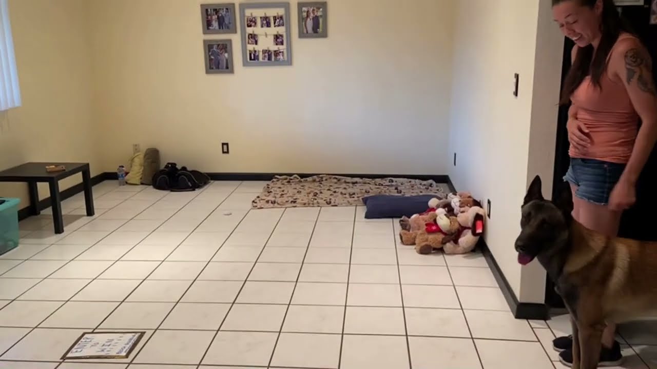 AKC Trick Dog Elite Performer 