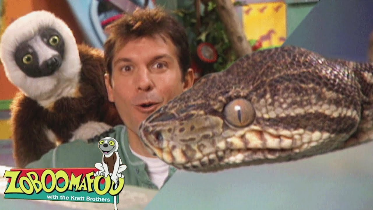 Barrigas de Cobra | Zoboomafoo Português - WildBrain | Episódios Completos para Crianças
