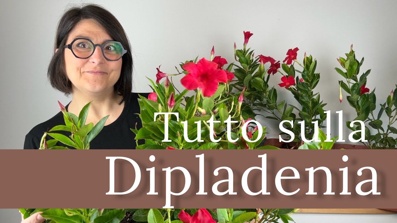 Dipladenia: cura e coltivazione | mandevilla