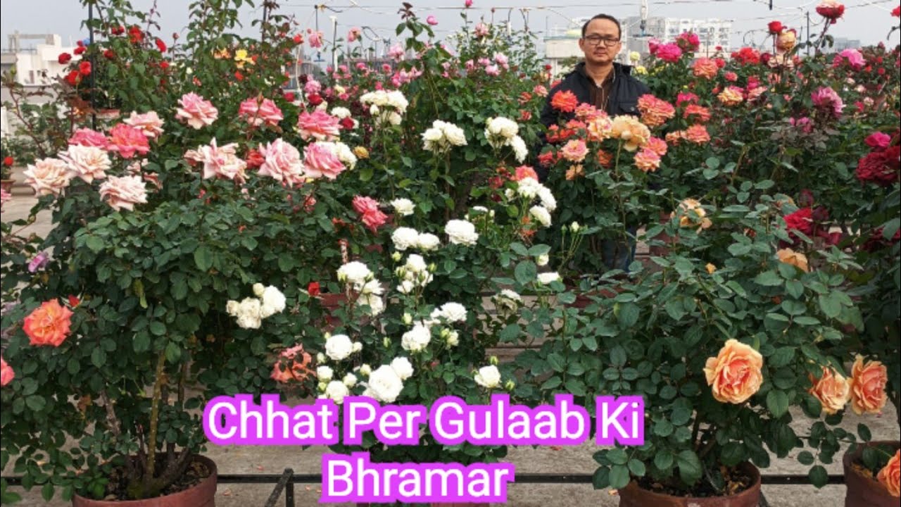 Itna phool ki kisi flower show main bhi nahin dekha hoga / Itna phool ki pushpa bhi fire ho gaya l