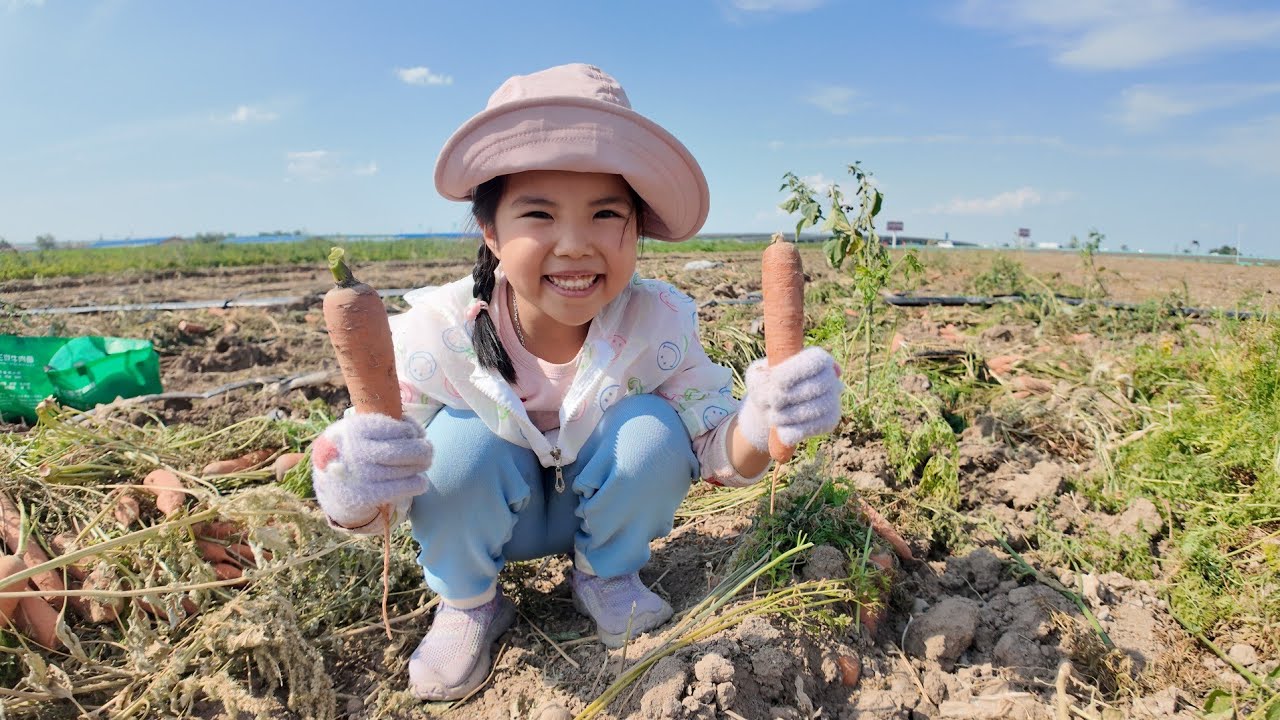 Đi mót cà rốt mà nhiều như đi thu hoạch ở bên Trung Quốc•Tập 268