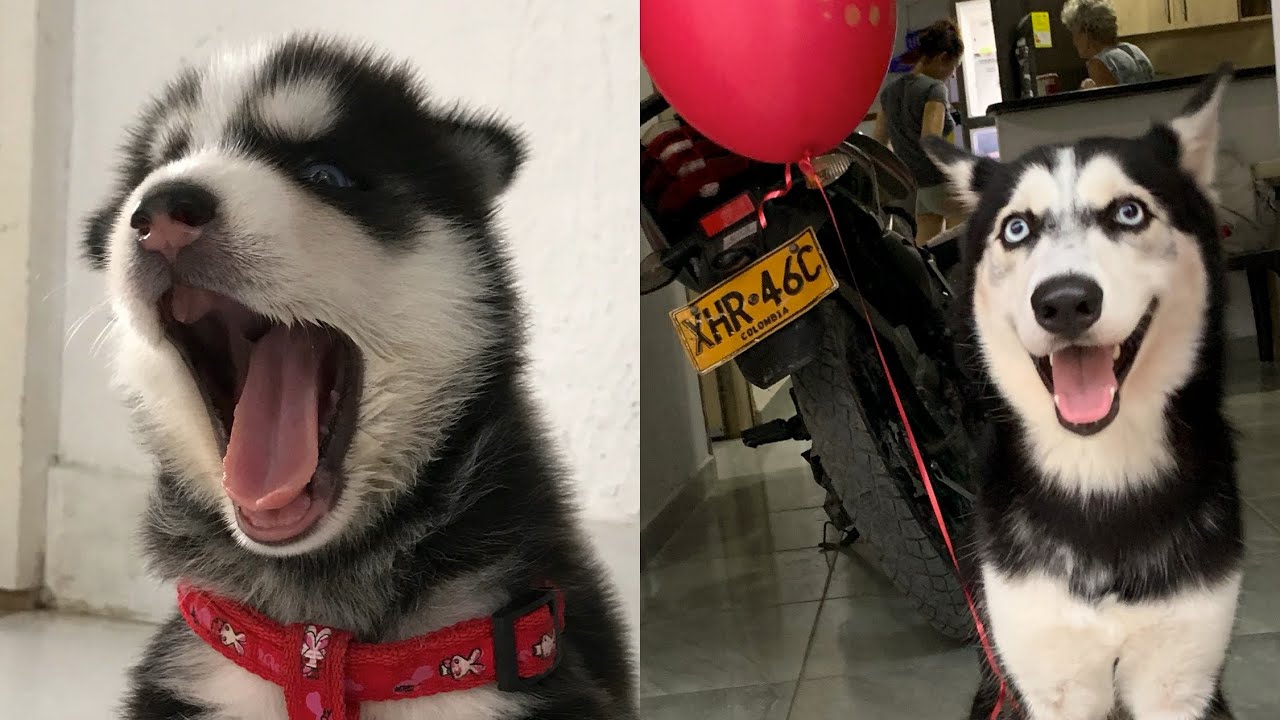 Crecimiento de Husky Siberiano: Mi primer año / Berlín el Husky 2025
