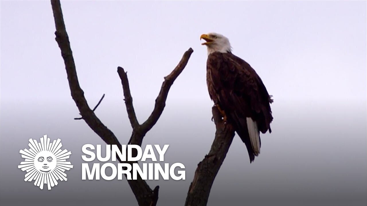 Nature: Bald eagles