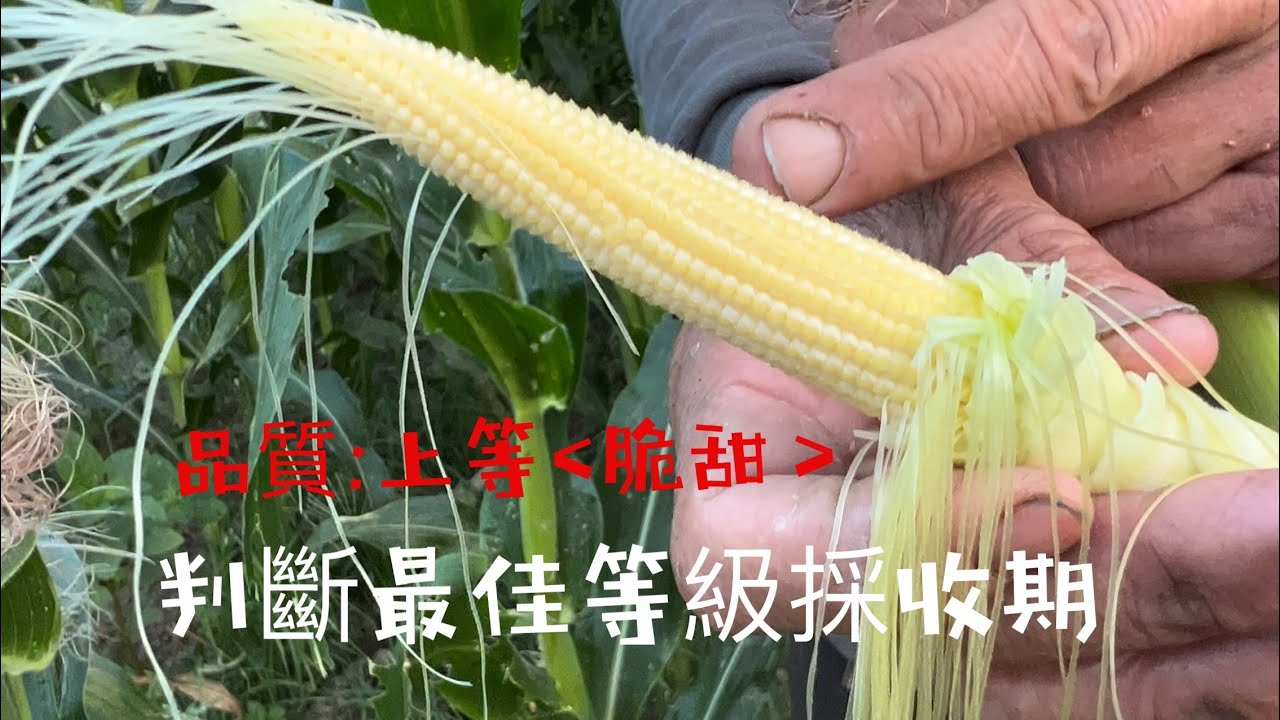 【玉米筍收獲】判斷最佳等級採收期「早餐時刻都是石頭愛吃的」