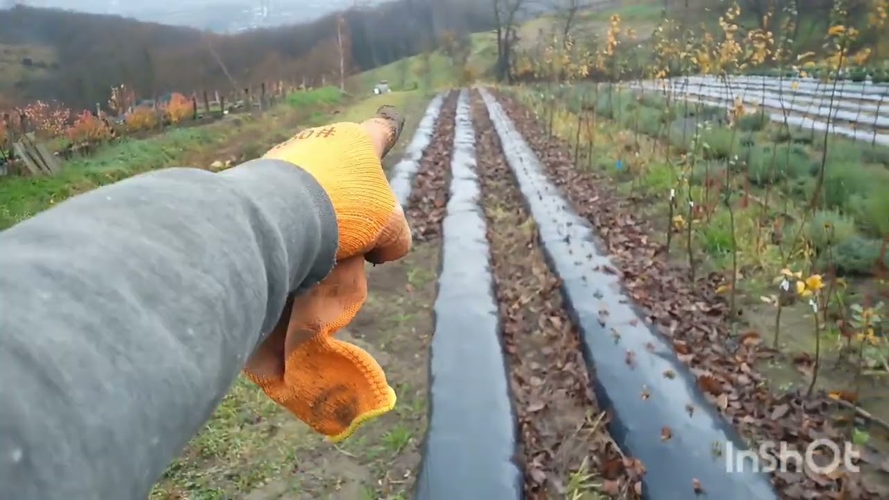 Висаджую на дорощування на бугри вкорінені сажанців(так звана ,,розсада