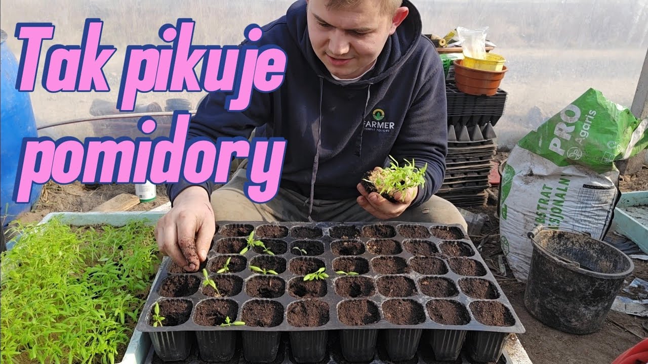 Pikowanie pomidor&oacute;w dla początkujących &ndash; bardzo prosta metoda