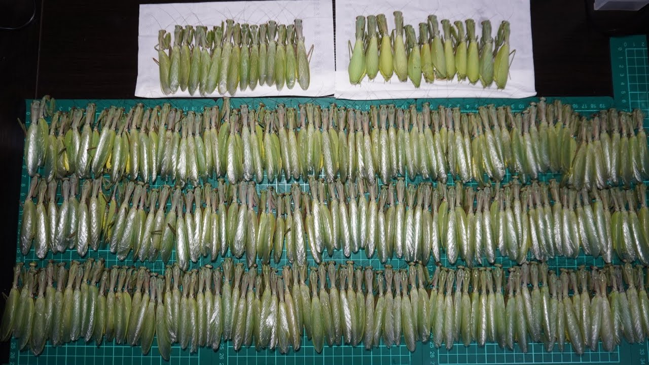 たった4時間で外来カマキリを250匹以上大乱獲しました...