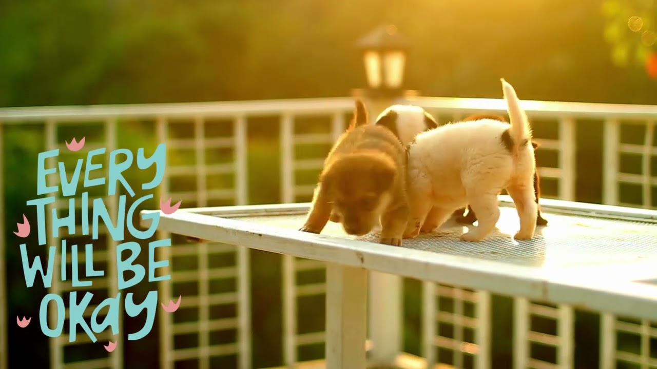 30 Minute Timer With Puppy & Relaxing Music