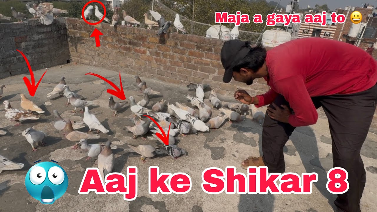 आज पकड़े 8 कबूतर | Aaj Ke Sikar 8 maja a gaya @mahirsingh1350 #viral #videos 