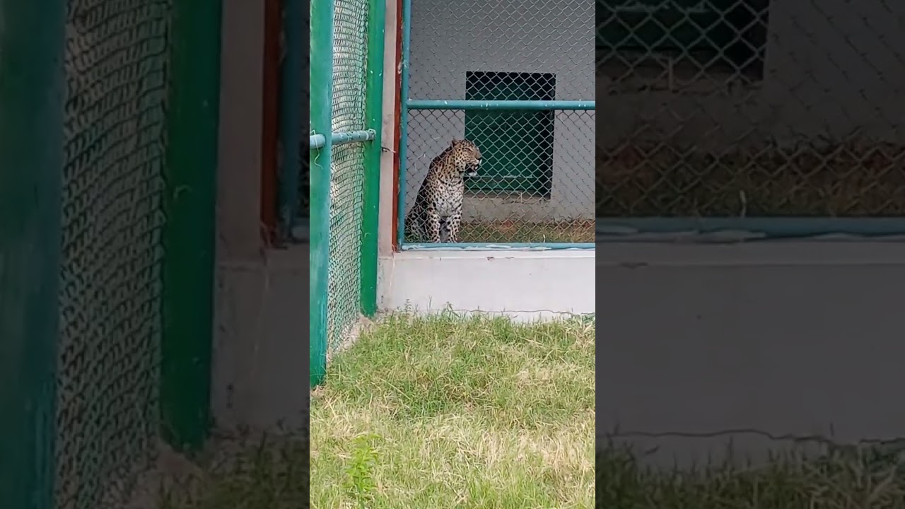 leopard //Gkp.zoo 
