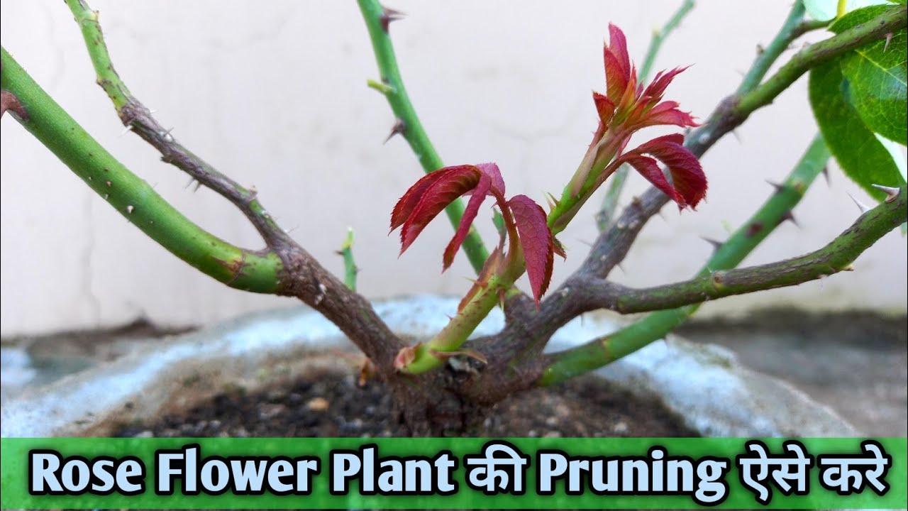 Rose Flower Plant की Pruning ऐसे कीजिए । How to Prune Rose Flower Plant ?