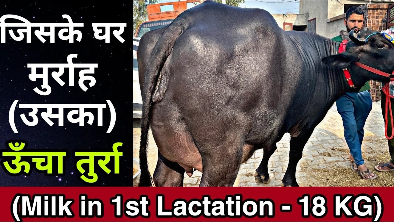 Super Quality Murrah Buffalo available for sale at a Farmer&rsquo;s Home. 9306974770