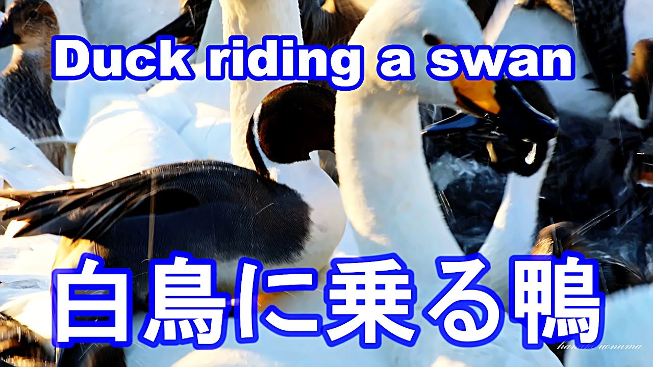白鳥に乗る鴨【瓢湖】/Duck riding a swan/Lake-Hyoko/2022年1月8日/白鳥の飛来数2628羽/January 8 Number of swans flying 2628