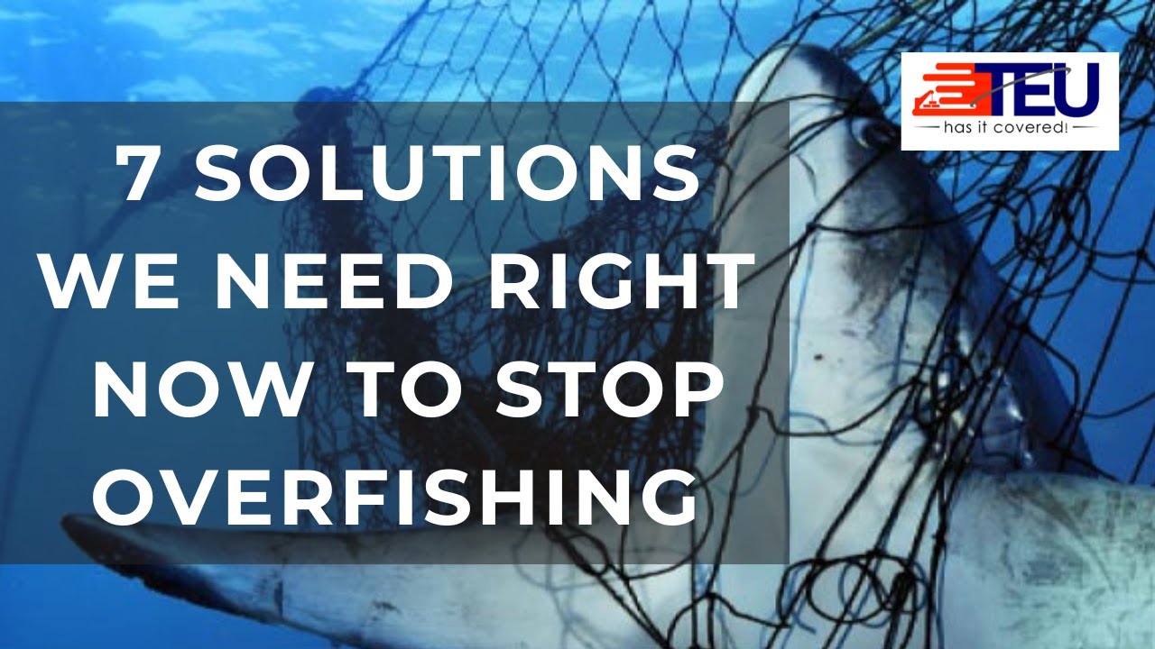 7 SOLUTIONS WE NEED RIGHT NOW TO STOP OVERFISHING I Ocean life protection I overfishing
