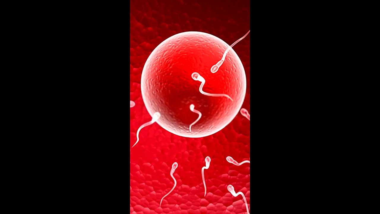 5 Major Signs Your Egg Has Been Fertilized 💕| Egg and Sperm Meet Symptoms #shorts