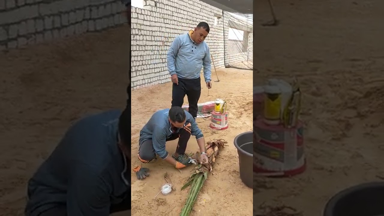 طريقة زراعة النخل البرحي الفرنساوي من مشتل الخير لجميع انواع النخل 01126131644