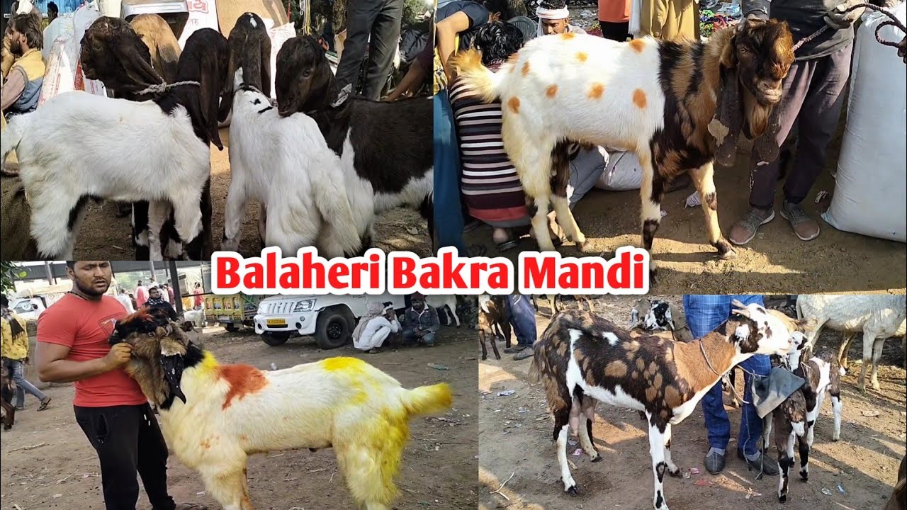 राजस्थान की सबसे बड़ी बकरा मंडी !!  Balaheri Bakra Mandi Rajasthan Mahua Live update with price