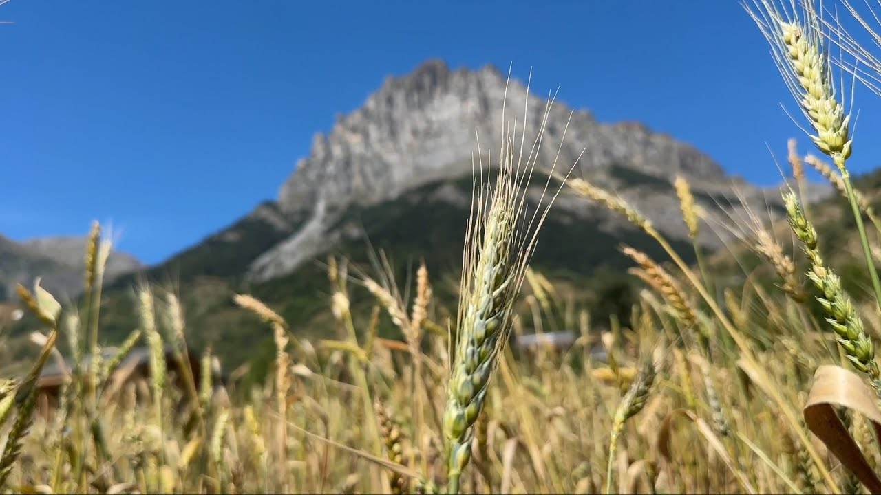 Farina di alta montagna in Valle Stura con l'Apicoltura Fossati