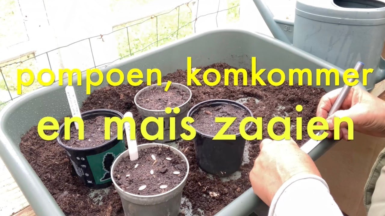 Ini's Moestuin #186 -  Zaaien: pompoen, komkommer en maïs. Hoe gaat het met de aardappels?