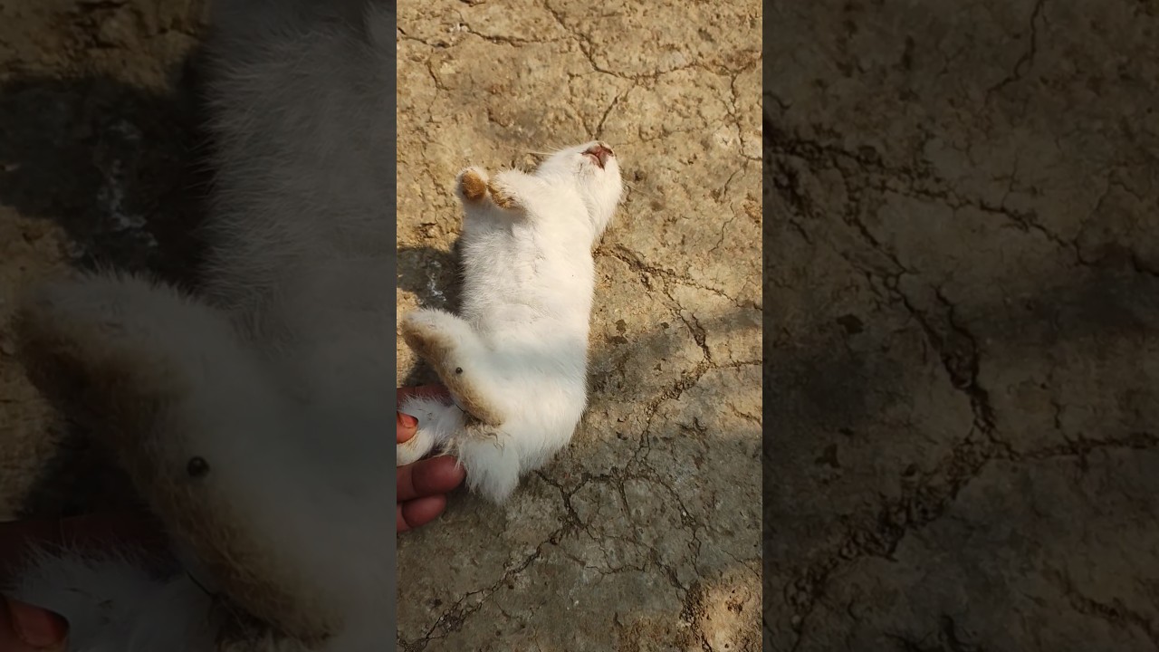 Rabbit sad moments/মৃত্যুর পর কি করনীয় পুরো ভিডিও দেখুন 