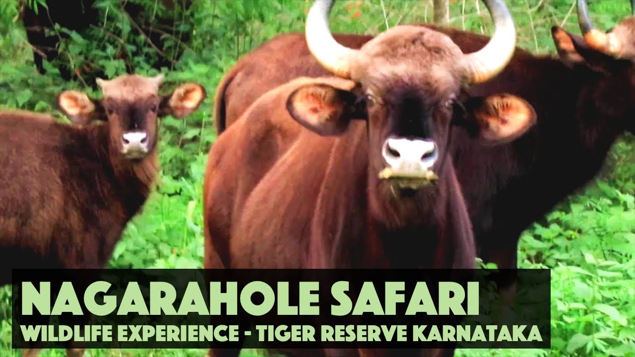 Nagarahole Forest Safari - Check out the wildlife experience of the tiger reserve