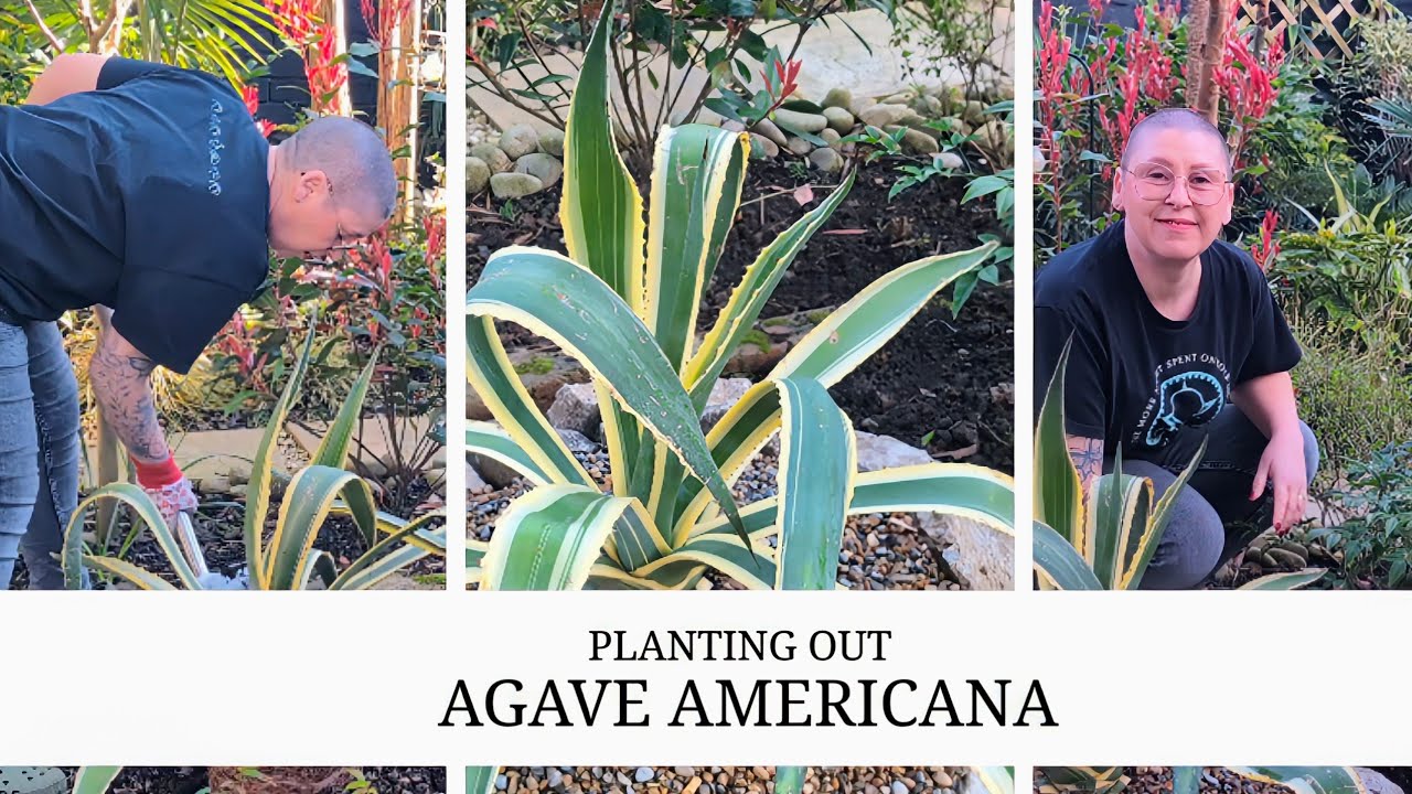 190. Creating A Tropical 'Focal Point' with Agave 'Americana' 