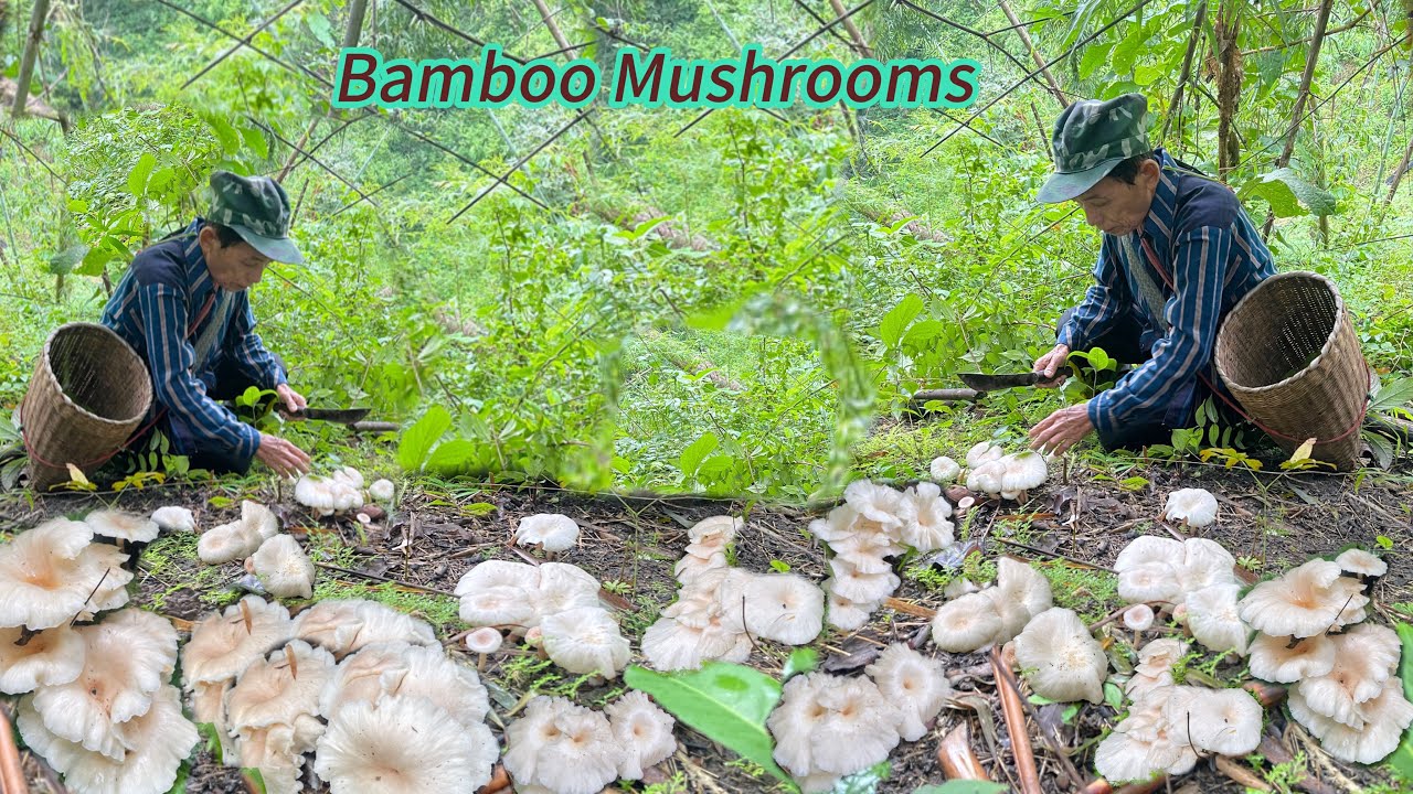 Bamboo Mushrooms , difficult to find it #vegetables #indian  #america #funny #animals #india 
