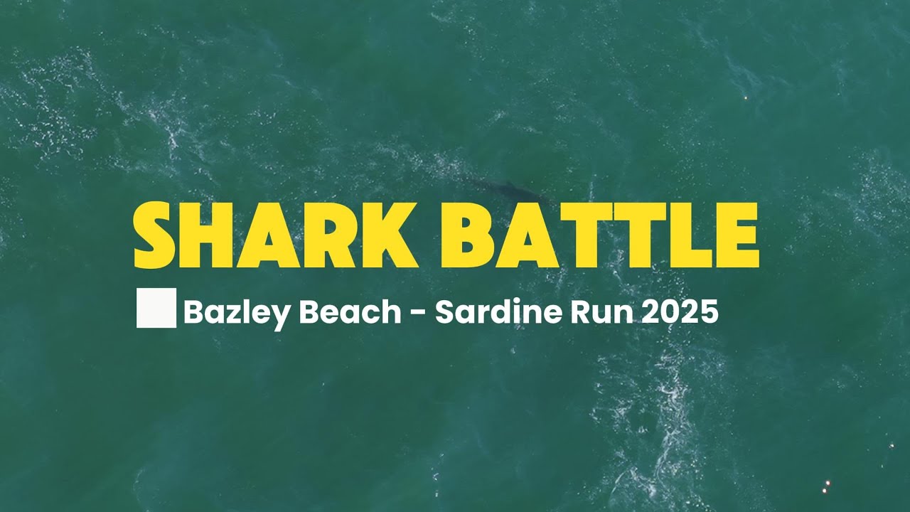 DOUBLE Shark Hook-Up at Bazley Beach | Sardine Run 2025 | 13 June