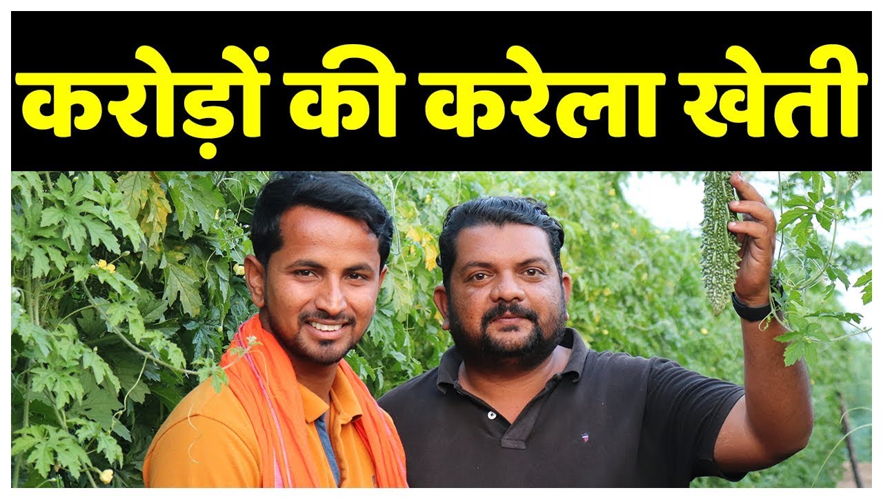 13 एकड़ करेले से मालामाल कमाई🤑🤑Biggest Bitter Gourd Farming in India | AgriBusiness Success Story