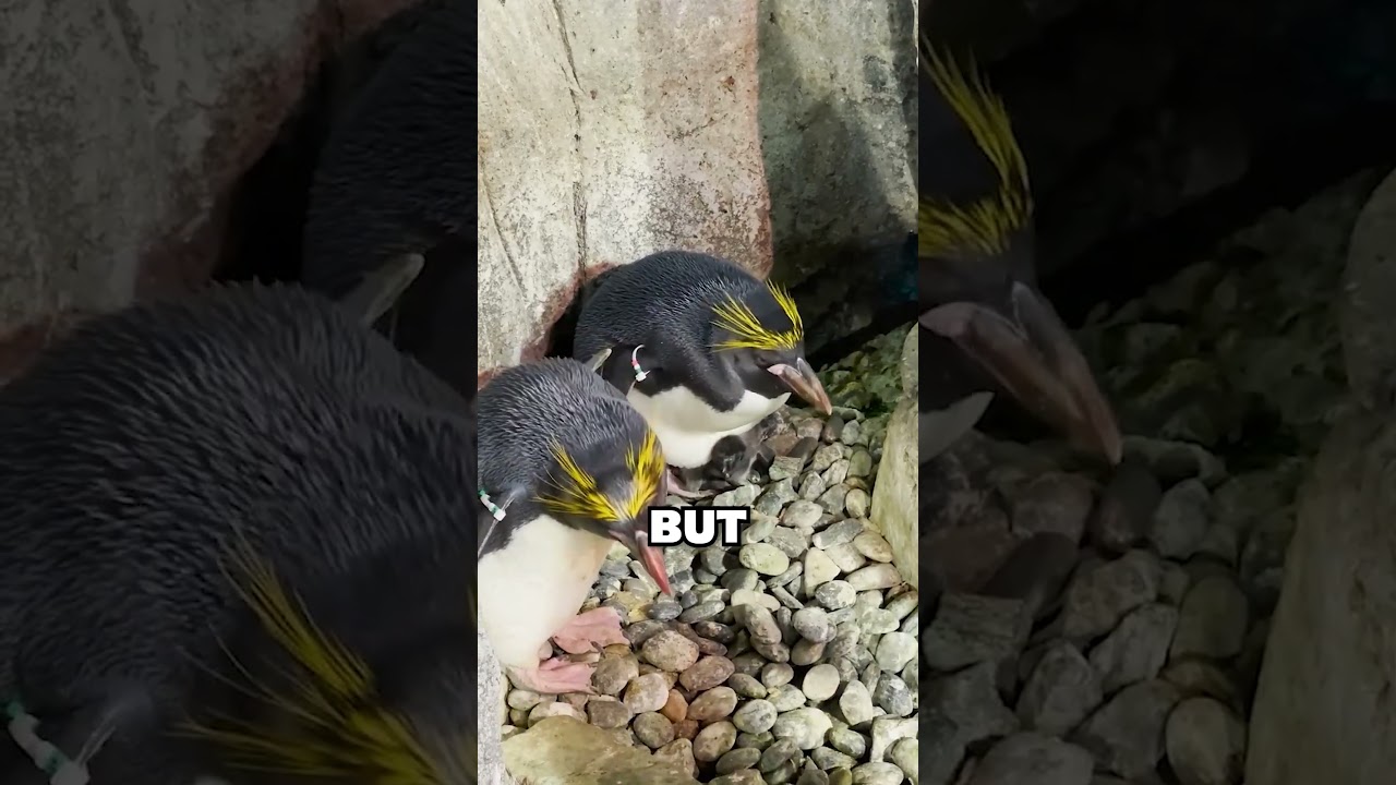 🏙️ New York is Home to Some INCREDIBLE Zoos!! | 