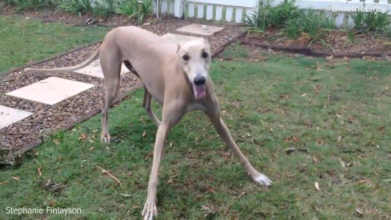 Proof that greyhounds = JOY